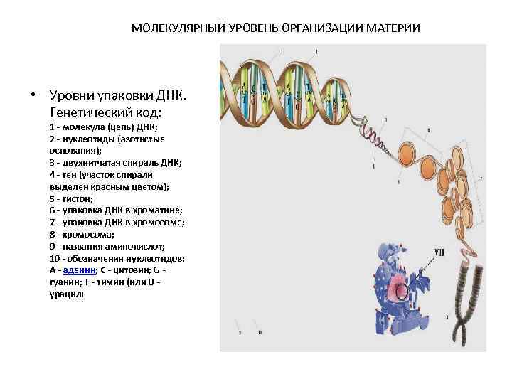 Уровни организации организма. Молекулярный уровень организации материи. Уровни организации генома человека. Молекулярный уровень организации человека. Иерархические уровни организации организма.