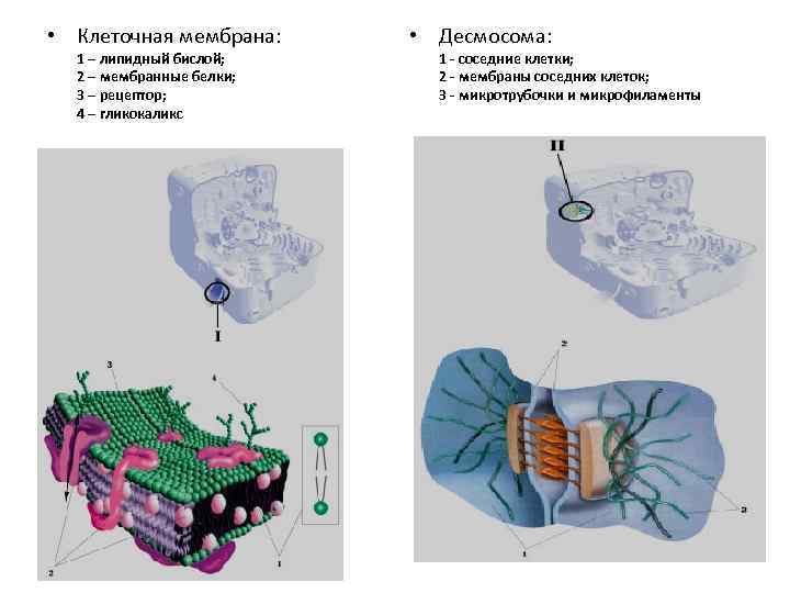  • Клеточная мембрана: 1 – липидный бислой; 2 – мембранные белки; 3 –