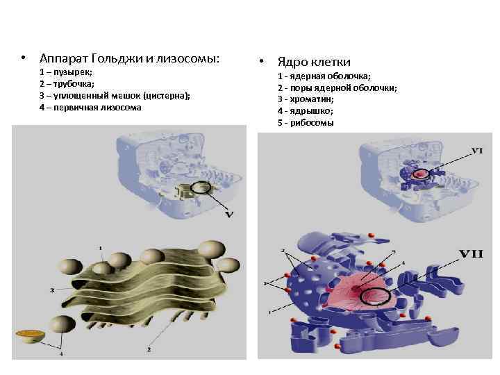 Рибосомы комплекс гольджи лизосомы. Аппарат Гольджи и лизосомы. Аппарат Гольджи в ядре. Функции лизосом и аппарата Гольджи. Аппарат Гольджи уровень организации.