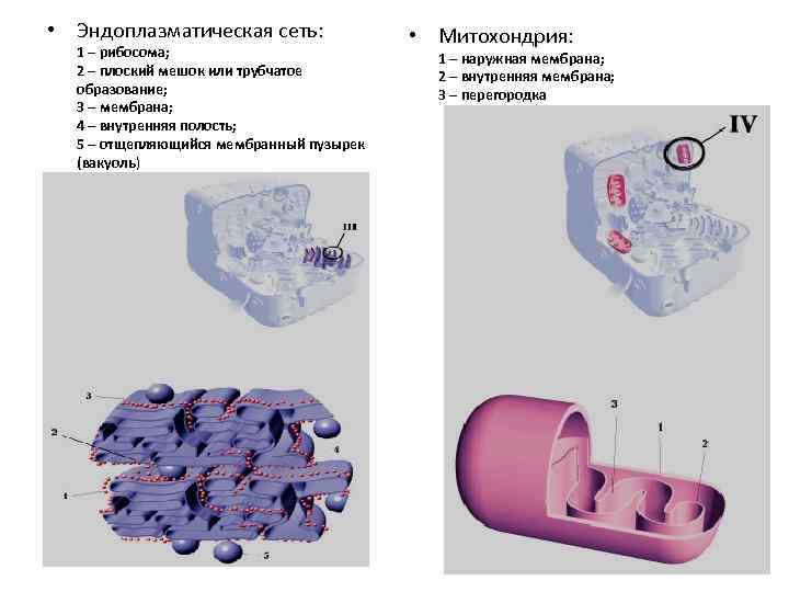  • Эндоплазматическая сеть: 1 – рибосома; 2 – плоский мешок или трубчатое образование;