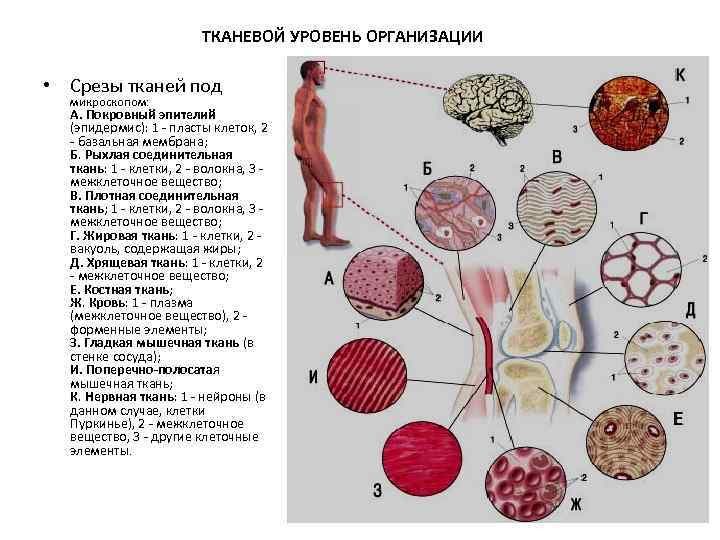 Уровни организации организма