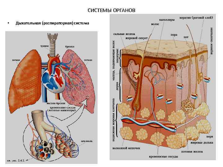 СИСТЕМЫ ОРГАНОВ • Дыхательная (респираторная) система 
