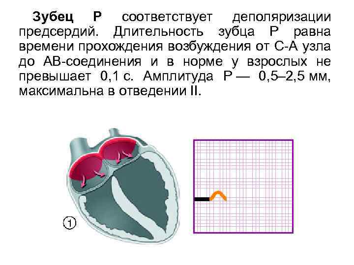 Зубец P соответствует деполяризации предсердий. Длительность зубца Р равна времени прохождения возбуждения от С-А