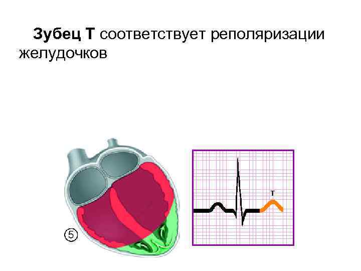 Зубец Т соответствует реполяризации желудочков 