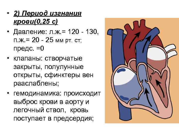Давление крови в правом предсердии. Период изгнания крови. Давление крови в сердце. Показатели артериального давления в легочной артерии. Период изгнания сердца.