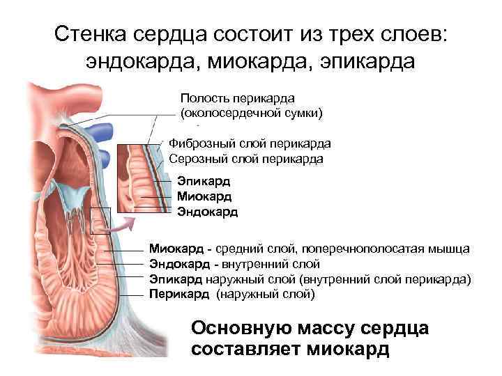 Стенка сердца состоит из трех слоев: эндокарда, миокарда, эпикарда Полость перикарда (околосердечной сумки) Фиброзный