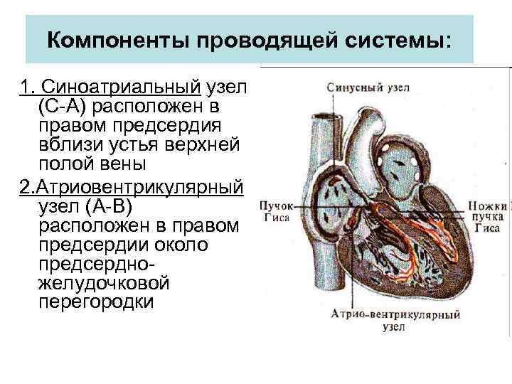 Компоненты проводящей системы: 1. Синоатриальный узел (С-А) расположен в правом предсердия вблизи устья верхней