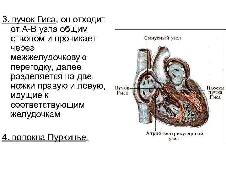 3. пучок Гиса, он отходит от А-В узла общим стволом и проникает через межжелудочковую