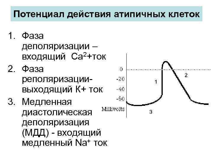 Потенциал действия атипичных клеток 1. Фаза деполяризации – входящий Са 2+ток 2. Фаза реполяризации-