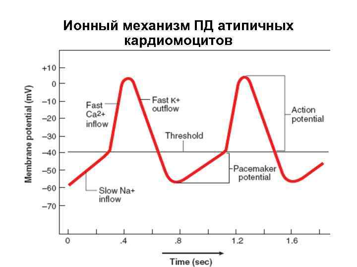 Ионный механизм ПД атипичных кардиомоцитов 