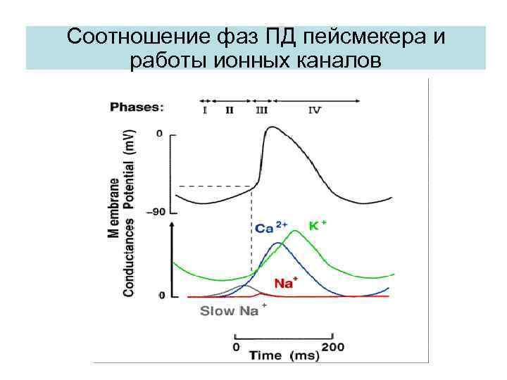 Соотношение фаз ПД пейсмекера и работы ионных каналов 