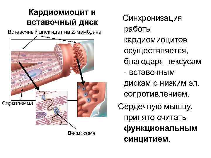 Кардиомиоцит и вставочный диск Вставочный диск идет на Z-мембране Сарколемма Десмосома Синхронизация работы кардиомиоцитов