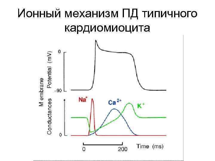 График изменения мембранного потенциала клеток водителя ритма сердца