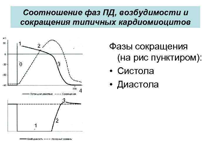 Соотношение фаз ПД, возбудимости и сокращения типичных кардиомиоцитов 1 2 0 3 4 3