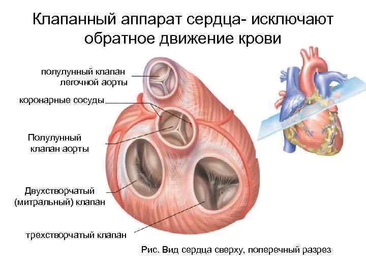 Закрылся клапан сердца причины