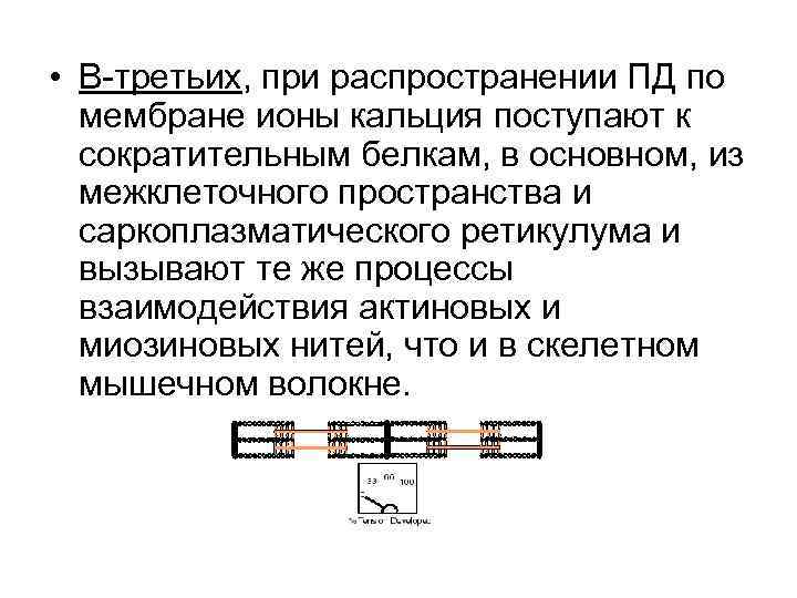  • В-третьих, при распространении ПД по мембране ионы кальция поступают к сократительным белкам,