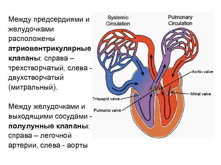 Между предсердиями и желудочками расположены. Клапаны между предсердиями и желудочками. Какой клапан находится между левым предсердием и желудочком?. Клапаны между предсердиями и желудочками в сердце. Между левым предсердием и левым желудочком расположен клапан.