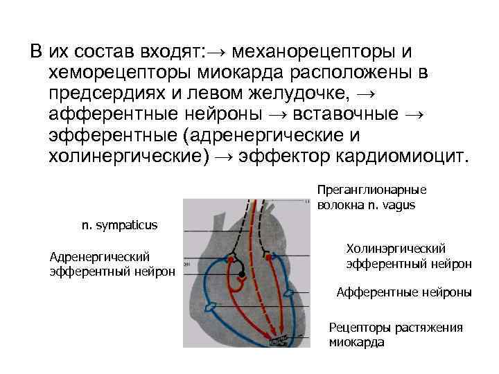 В их состав входят: → механорецепторы и хеморецепторы миокарда расположены в предсердиях и левом