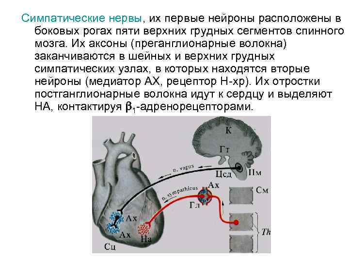 Симпатические нервы, их первые нейроны расположены в боковых рогах пяти верхних грудных сегментов спинного