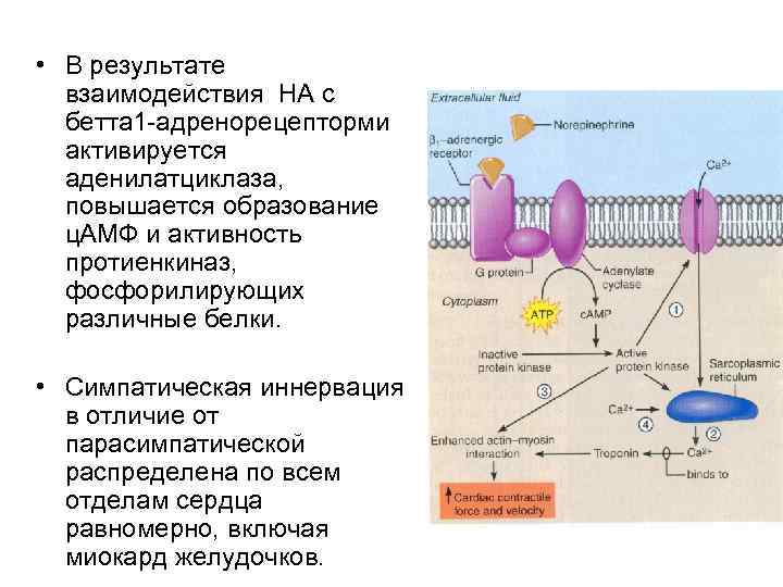 В результате взаимодействия. Аденилатциклаза катализирует реакцию. Аденилатциклаза ЦАМФ. Накопление ЦАМФ. ЦАМФ функции.