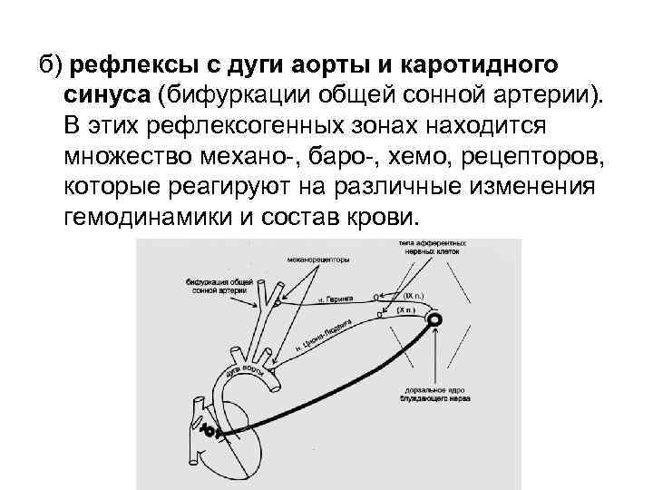 б) рефлексы с дуги аорты и каротидного синуса (бифуркации общей сонной артерии). В этих