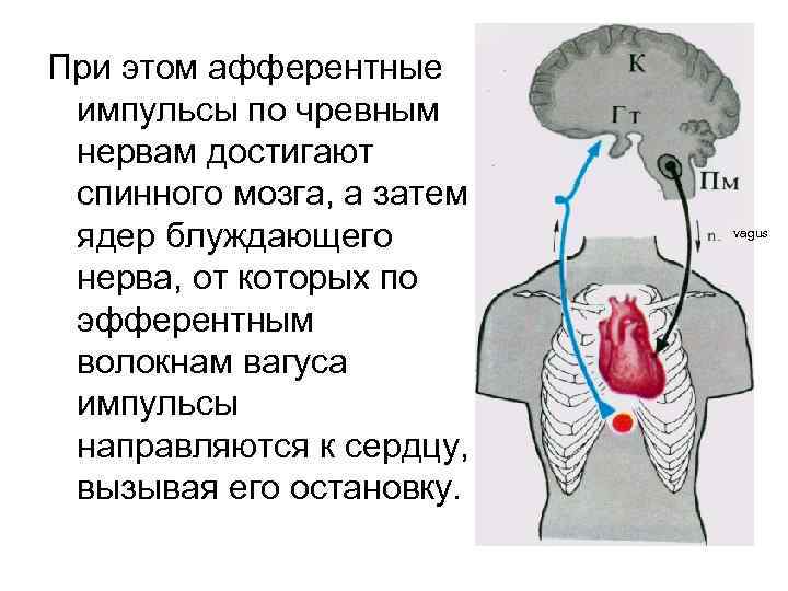 При этом афферентные импульсы по чревным нервам достигают спинного мозга, а затем ядер блуждающего