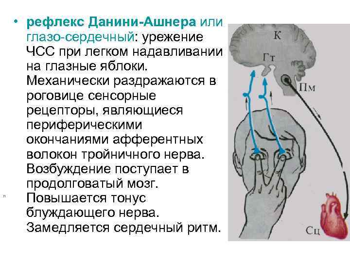 n • рефлекс Данини-Ашнера или глазо-сердечный: урежение ЧСС при легком надавливании на глазные яблоки.