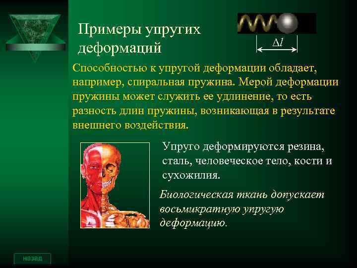Примеры упругих деформаций Δl Способностью к упругой деформации обладает, например, спиральная пружина. Мерой деформации