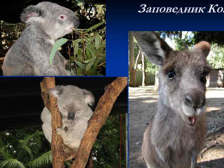 Заповедник Коа 