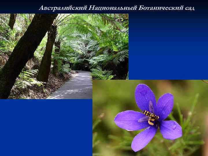 Австралийский Национальный Ботанический сад 