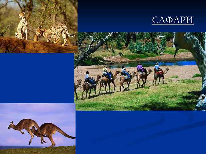 САФАРИ 