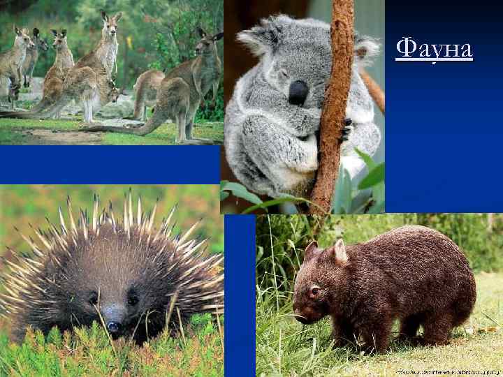 Фауна 