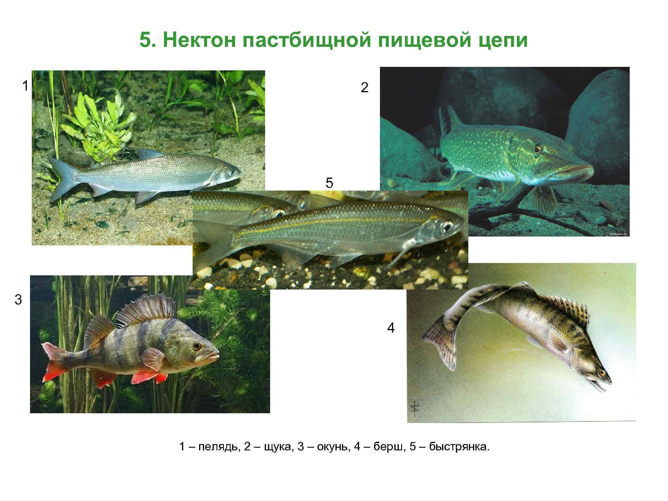 5. Нектон пастбищной пищевой цепи 1 2 5 3 4 1 – пелядь, 2