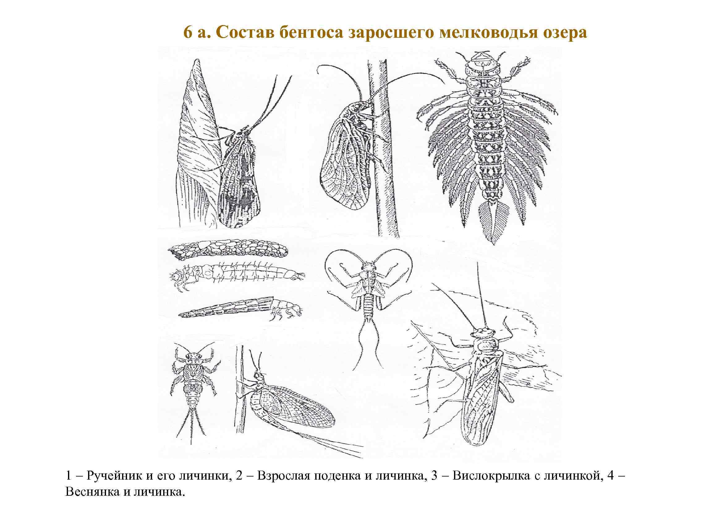 6 а. Состав бентоса заросшего мелководья озера 1 – Ручейник и его личинки, 2