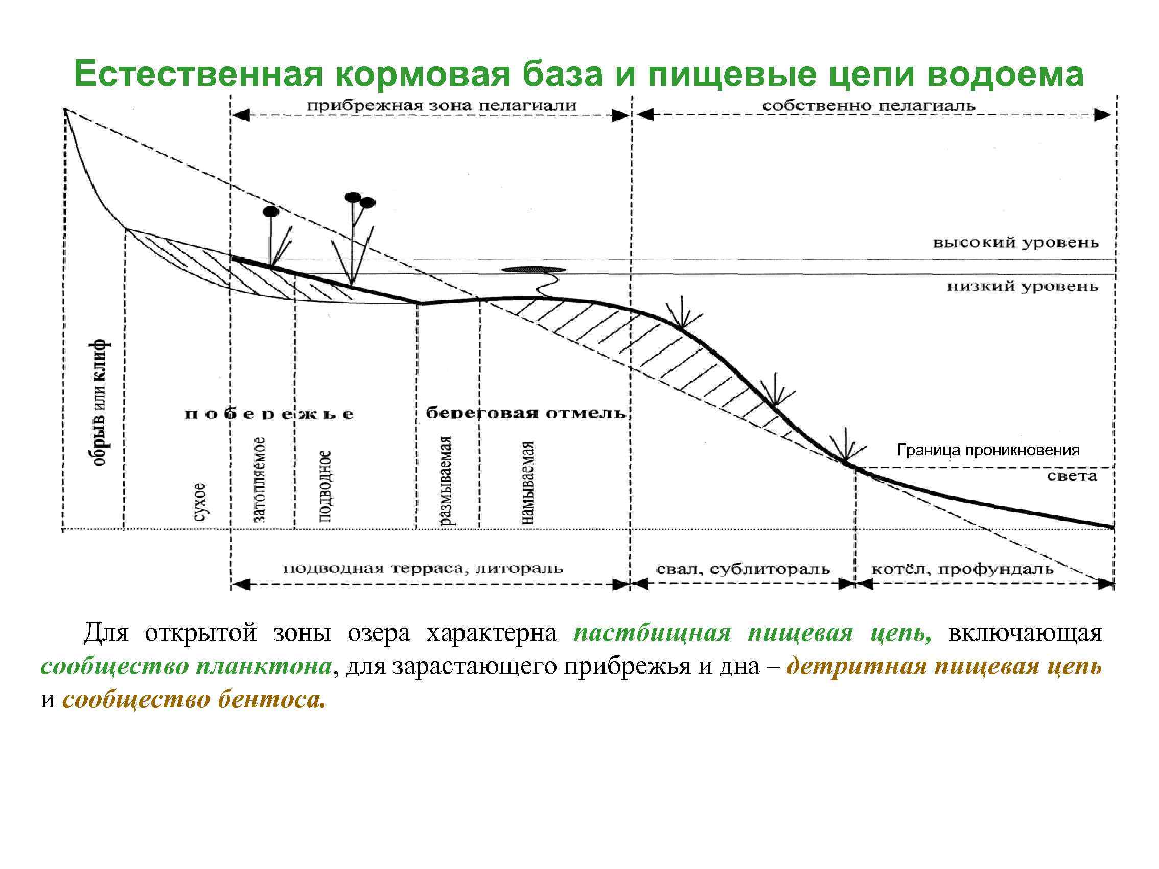 Кормовая база. Экологические зоны бентали и пелагиали озер. Экологические зоны озер схема. Экологические зоны бентали и пелагиали озер (по зернову, 1949). Экологические зоны водоемов (схема).