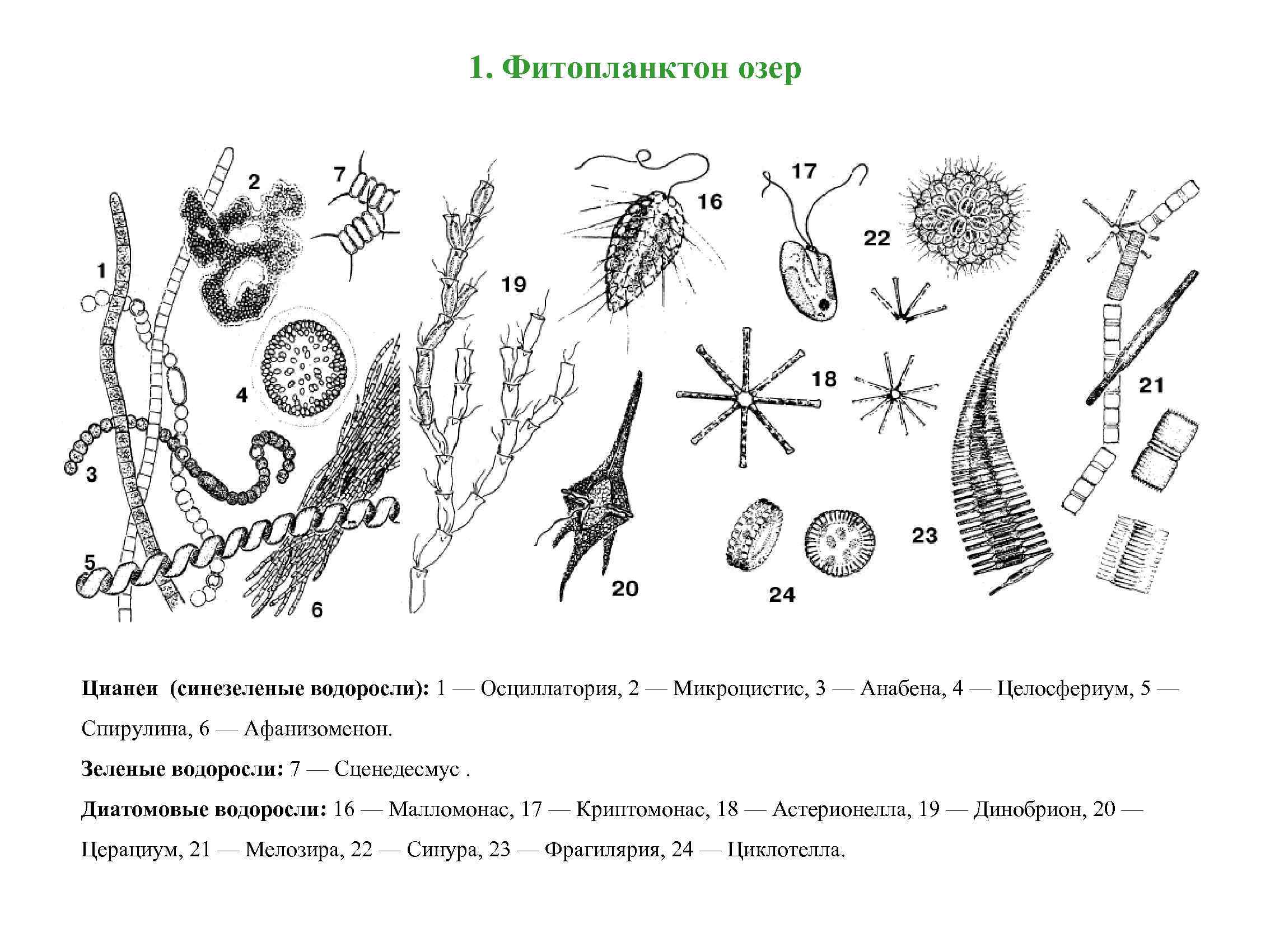 1. Фитопланктон озер Цианеи (синезеленые водоросли): 1 — Осциллатория, 2 — Микроцистис, 3 —