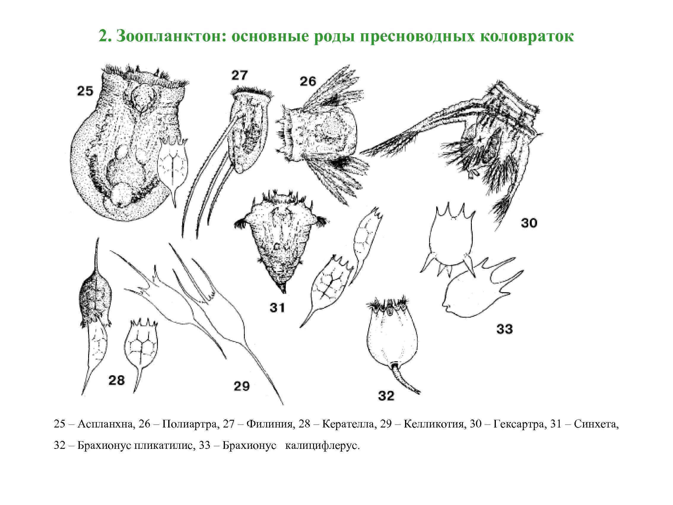 2. Зоопланктон: основные роды пресноводных коловраток 25 – Аспланхна, 26 – Полиартра, 27 –