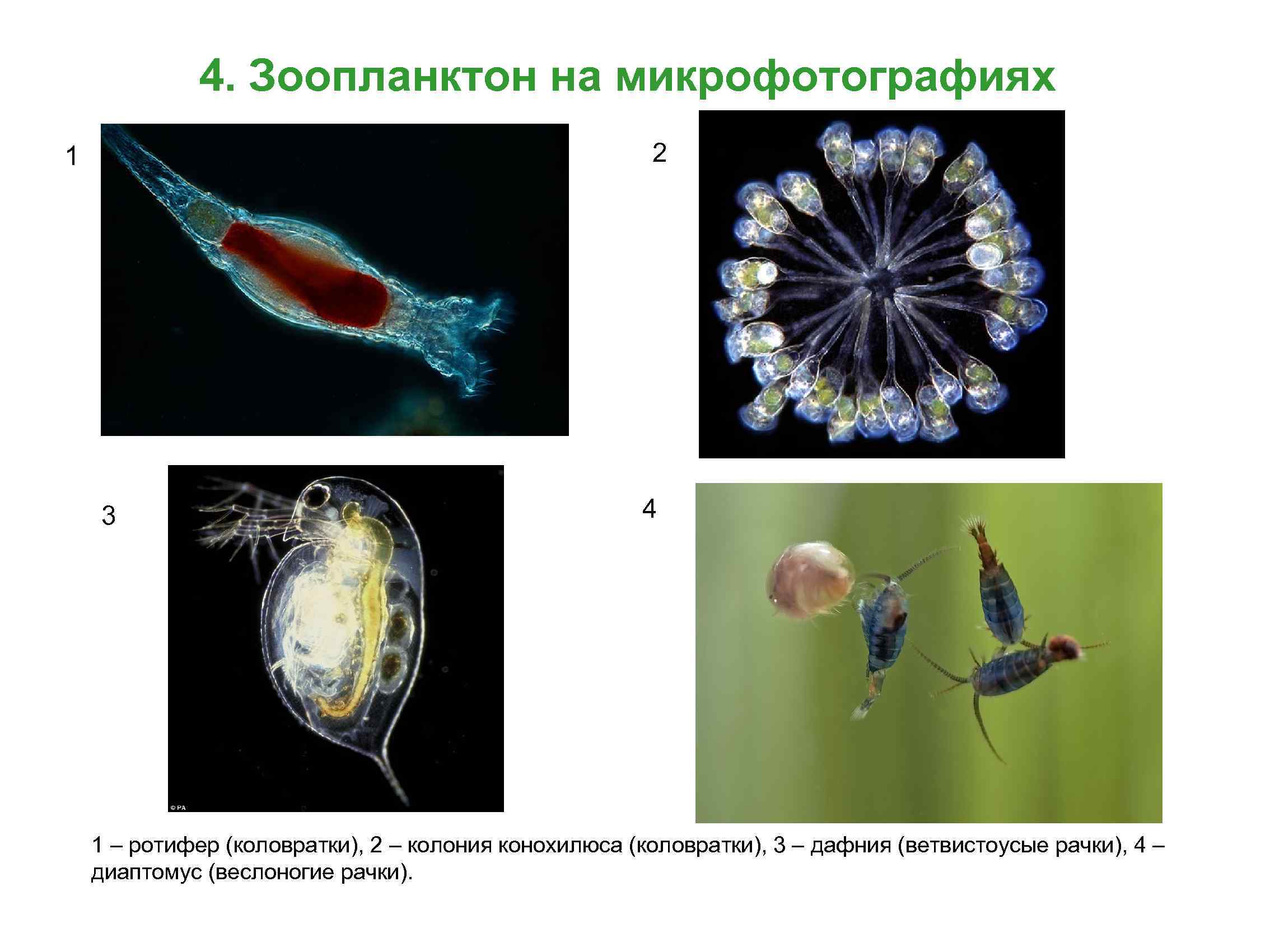 4. Зоопланктон на микрофотографиях 2 1 3 4 1 – ротифер (коловратки), 2 –