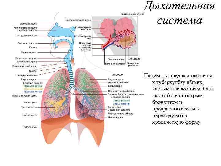 Часты легкие. Общая схема строения дыхательной системы. Дыхательные пути человека схема. Дыхательная система органов дыхания рис 52. Дыхат система анатомия.