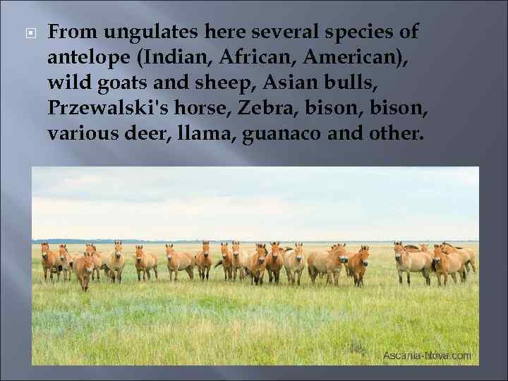  From ungulates here several species of antelope (Indian, African, American), wild goats and