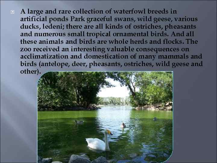  A large and rare collection of waterfowl breeds in artificial ponds Park graceful