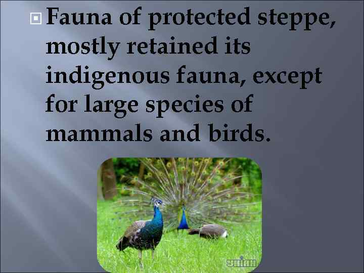  Fauna of protected steppe, mostly retained its indigenous fauna, except for large species