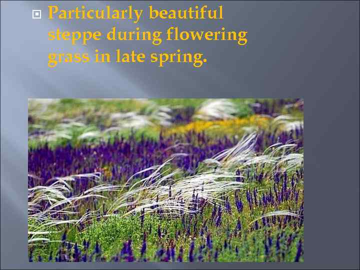  Particularly beautiful steppe during flowering grass in late spring. 