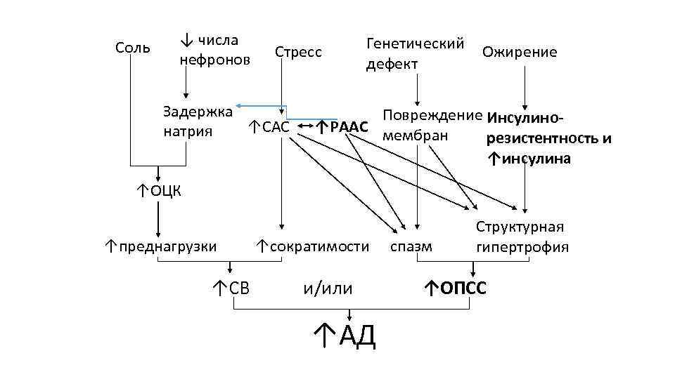 Соль ↓ числа нефронов Стресс Задержка ↑САС натрия Генетический дефект Ожирение Повреждение Инсулино↑РААС мембран