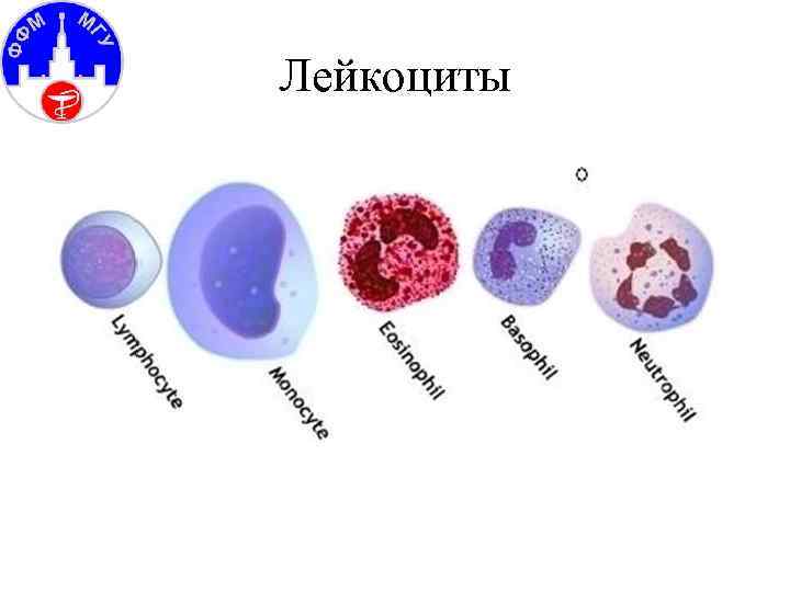 Лейкоциты 