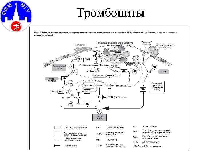 Тромбоциты 
