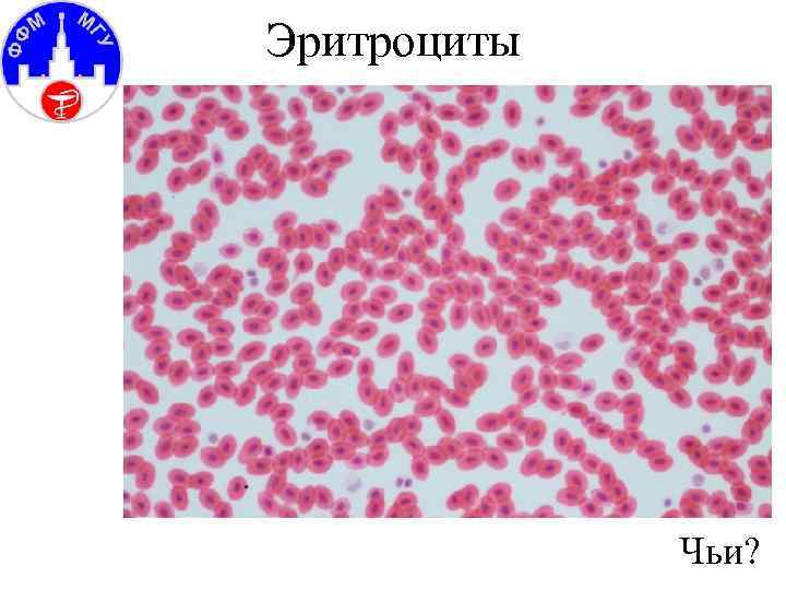 Эритроциты Чьи? 