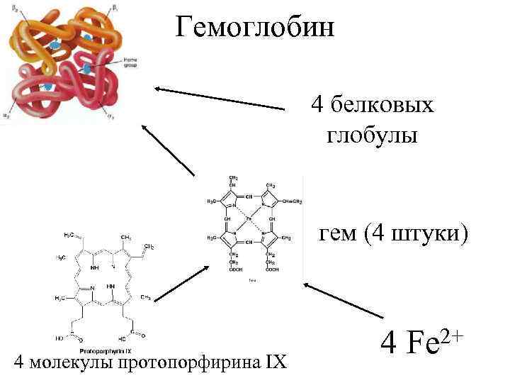 Ионы железа входят в состав гемоглобина крови. Структура гемоглобина формула. Формула гемоглобина крови химическая. Молекула гемоглобина формула.