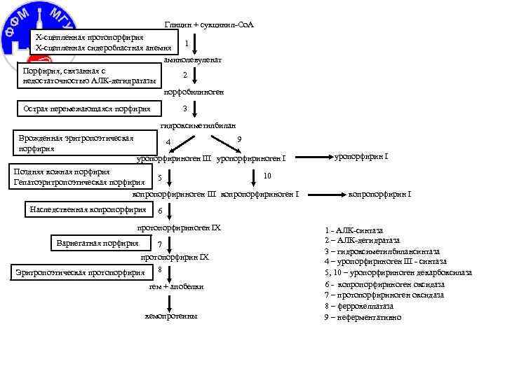 Глицин + сукцинил-Cо. А Х-сцепленная протопорфирия 1 Х-сцепленная сидеробластная анемия аминолевуленат Порфирия, связанная с