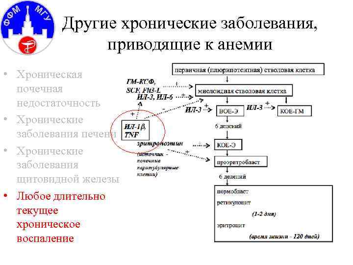 Другие хронические заболевания, приводящие к анемии • Хроническая почечная недостаточность • Хронические заболевания печени